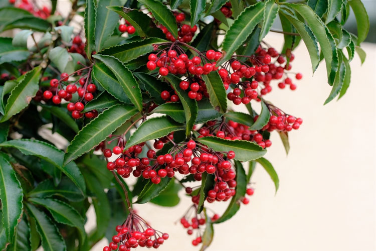 نهال مروارید درختی قرمز 